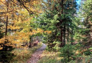 Coupe de bois secteur Les Ficles – Les Cluds