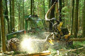 Coupe de bois aux Rasses